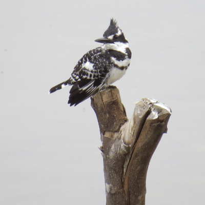 Pied Kingfisher, birdwatching, Brenton, Knysna, Birdwatching accommodation, Knysna, Brenton, wood cabin, eco-friendly Airbnb, Lake Brenton