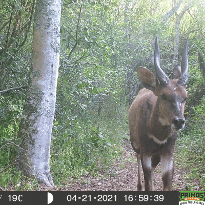 Deer on our Gatehouse wildlife camera, Birdwatching accommodation, Knysna, Brenton, wood cabin, eco-friendly Airbnb, Lake Brenton