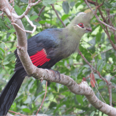 Knysna Turaco Loerie, Knysna, Goosebumps, Gatehouse